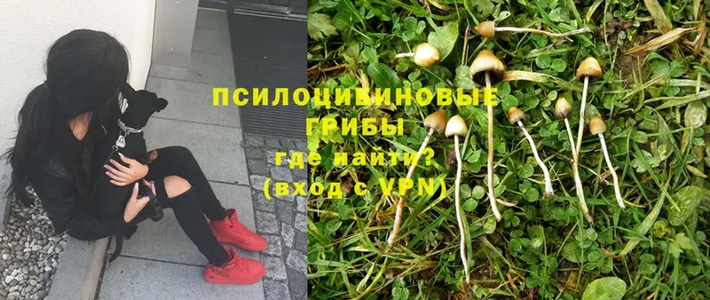 сайты даркнета Telegram  omg зеркало  Псилоцибиновые грибы Magic Shrooms  Аксай  как найти закладки 